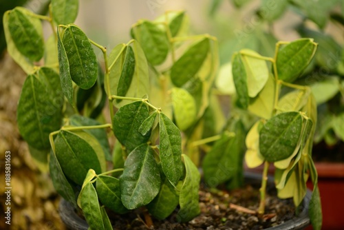 Euchresta japonica is designated as a Class I endangered wild species in Korea due to its extreme rarity This is an authentic photography