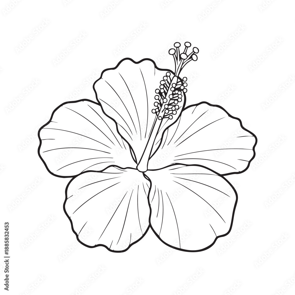 Fototapeta premium Detailed black and white line of a hibiscus flower with visible inner structure line black and white
