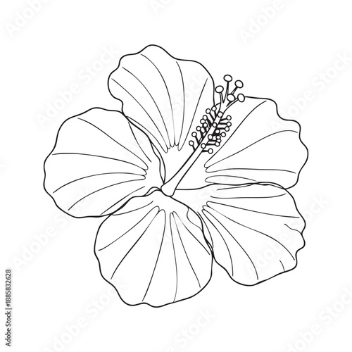 Detailed black and white line of a hibiscus flower with visible stamen and pistil line black and white