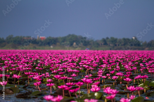 sea of red lotus flowers in Thailand