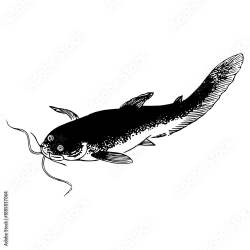 Illustration of a Catfish