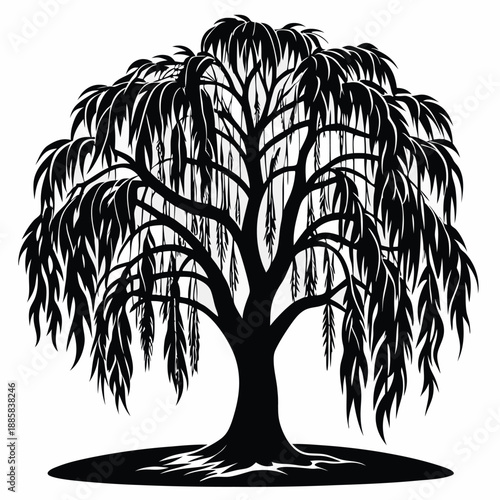 Silhouette shows the weeping willow tree with its cascading branches and dark roots