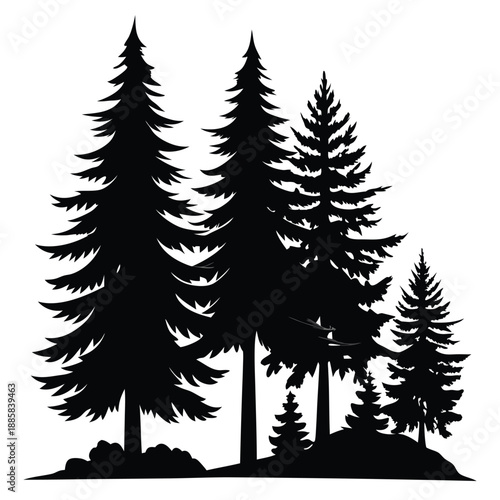 Silhouette pine trees stand clustered, creating an evergreen forest against a clear backdrop