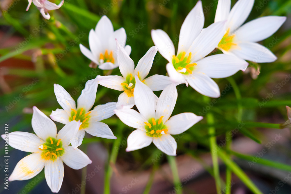 Fototapeta premium Beautiful blooming snowdrops in pots
