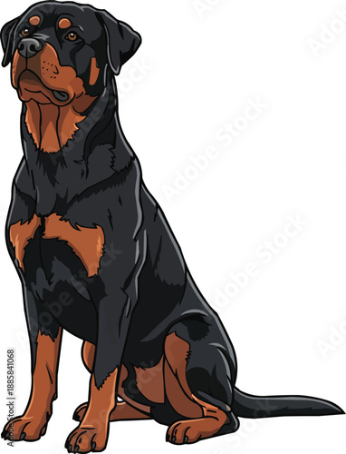 Rottweiler dog sitting upright attentive alert training stance 