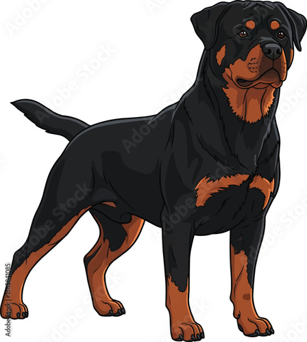 Rottweiler dog standing alert focused guarding stance