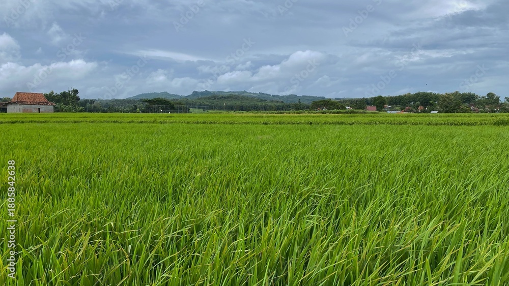 Obraz premium The expanse of lush green rice fields with thickly growing rice, against a backdrop of hills and cloudy skies, creates a fresh rural atmosphere.