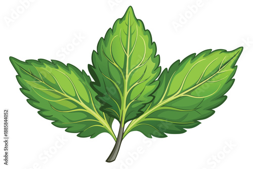 Three green leaves of a plant spread outwards with detailed venation shown vividly