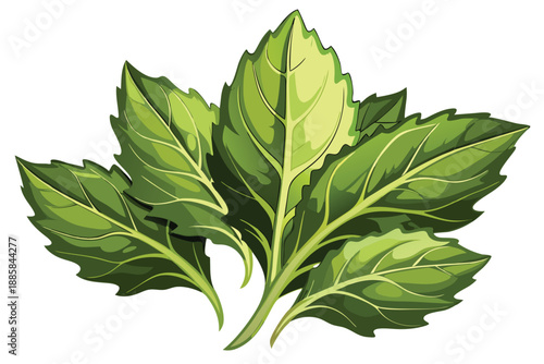 Several vibrant green basil leaves are displayed together in a captivating arrangement