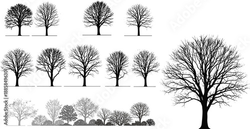 Tree Silhouettes Forest Nature Woodland Landscape Botanical Bare Winter Branches Collection Black White Vector Illustration Design Elements Scenic Environment