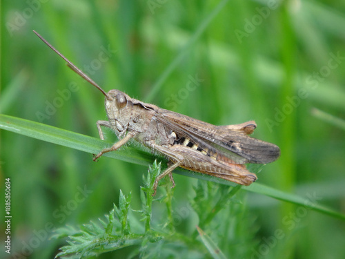 фотографія The common field grasshopper (Chorthippus brunneus) sitting on a blade of grass