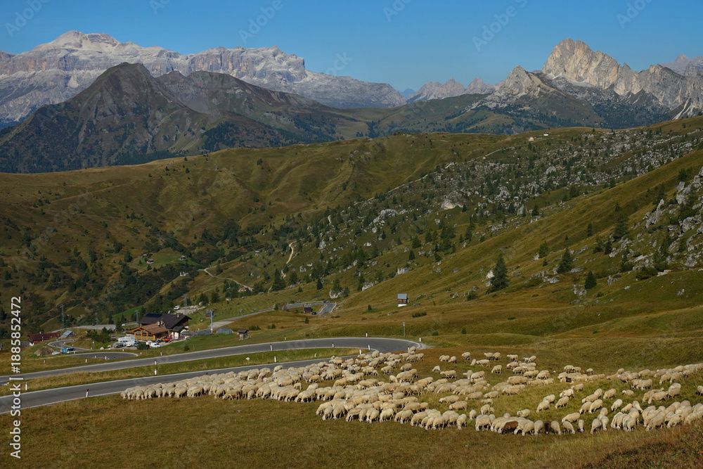 Fototapeta premium DRONE: A large flock of sheep grazing by the empty switchback mountain road.