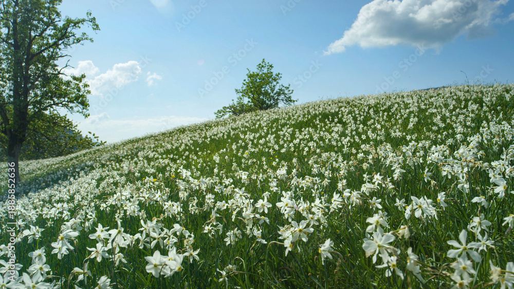 Obraz premium CLOSE UP: Scenic shot of a vast field in the Alps filled with white daffodils.