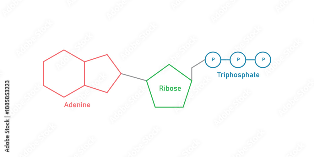 Foto Structure of ATP