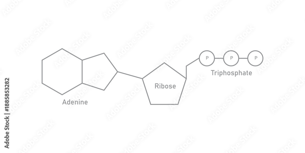 Fotografia Structure of ATP