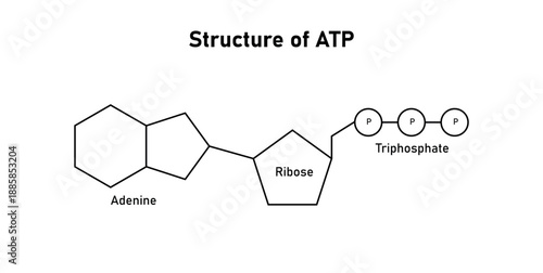Structure of ATP. Adenosine Triphosphate in Biology. Adenine Ribose and Triphosphate.