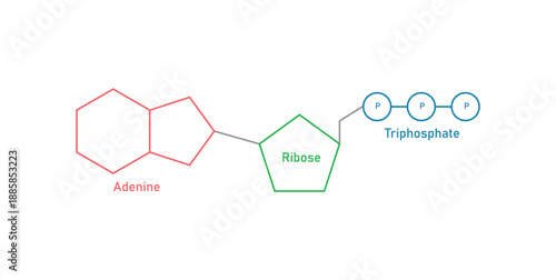 Structure of ATP. Adenosine Triphosphate in Biology. Adenine Ribose and Triphosphate.