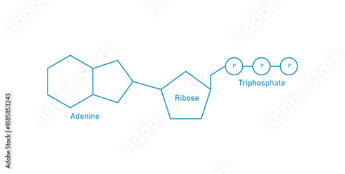 Photos Structure of ATP
