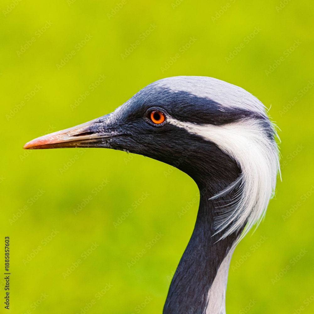 Fototapeta premium Anthropoides virgo, demoiselle crane, on a sunny summer day
