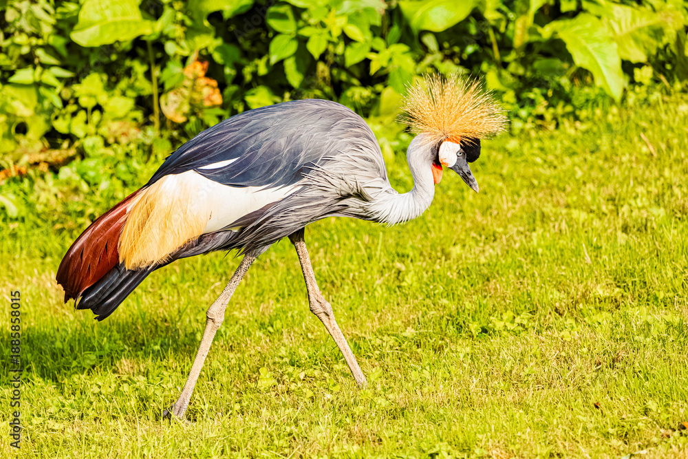 Fototapeta premium Balearica pavonina, black crowned crane, on a sunny summer day