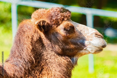 Cuadro en lienzo Camelus ferus, camel, on a sunny summer day