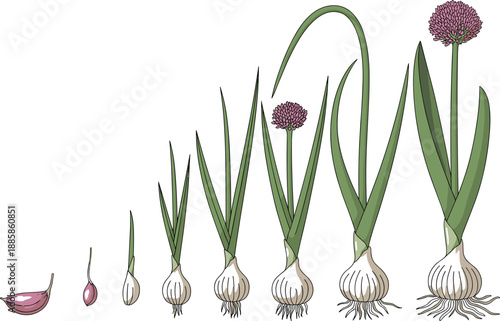 Garlic plant growth stages, clove to flowering bulb, agriculture timeline, botanical development, farming cycle, nature illustration, seasonal vegetable lifecycle