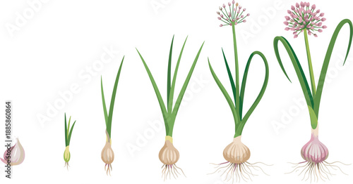 Garlic plant growth stages, clove to flowering head, agriculture cycle, botanical development, farming timeline, nature illustration, seasonal vegetable lifecycle