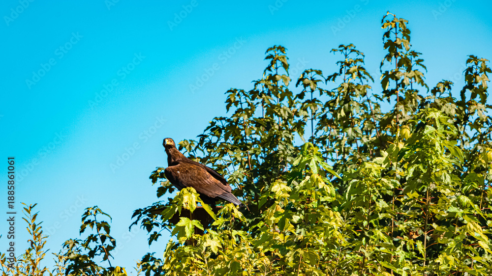 Fototapeta premium Haliaeetus albicilla, white-tailed eagle, on a sunny summer day