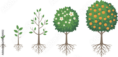 Growth stages of fruit tree, seedling to mature orange tree, agriculture concept, botanical development, farming cycle, seasonal harvest, nature illustration