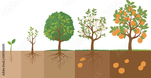 Growth stages of orange tree, seedling to fruit-bearing plant, agriculture concept, farming cycle, botanical development, nature illustration, seasonal harvest timeline