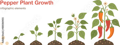 Pepper plant growth stages infographic, seed to mature fruiting plant, botanical development, agriculture cycle, nature illustration, educational gardening graphic