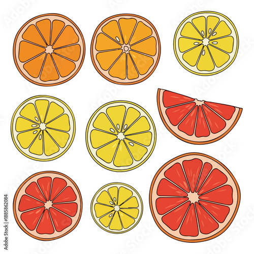Colorful Citrus Fruits Slices Illustration Set.