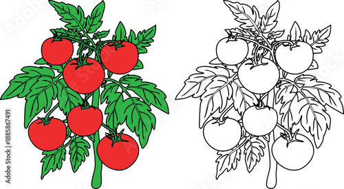 Coloring page with tomato plant with big ripe fruits and leaves isolated on white background