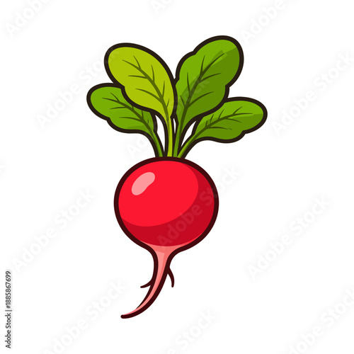 Cartoon hand drawn illustration of a radish depicting a fresh vegetable with green leaves for food related designs
