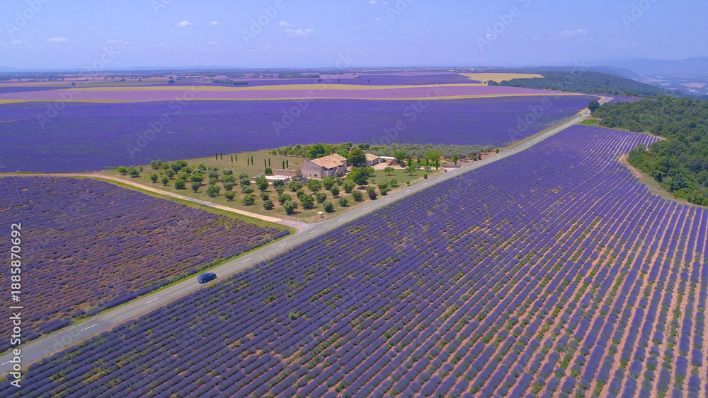 Fototapeta premium AERIAL: Cars drive past a farm house on edge of lavender fields in France.