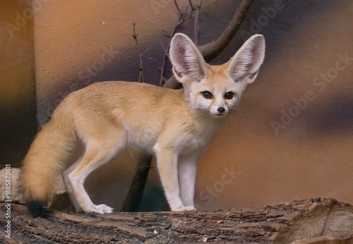 Canvas Print Fennec fox