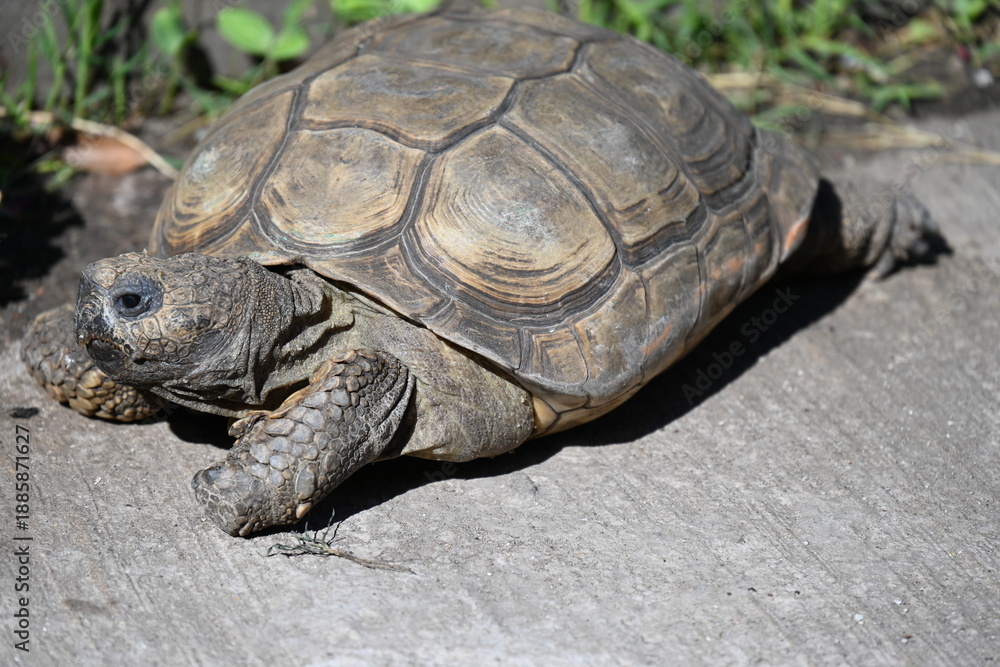 Obraz premium A snail sits on a turtle's back,