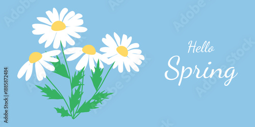 Hello, spring banner! Spring illustration with hand-drawn daisies on a blue background. Vector.