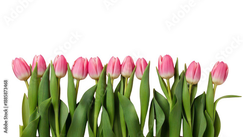A row of vibrant pink tulips with lush green stems on transparent background