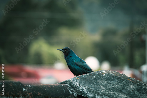 Tropical Black Bird on Stone Rooftop