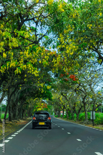 Mauritius - A car driving in the countryside along a quiet paved road surrounded by lush green trees forming a natural canopy