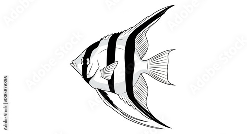 black and white fish