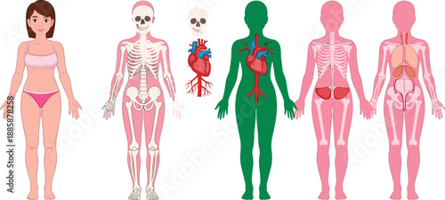 Human Body Anatomy Systems Illustration Showing Skeleton Organs Heart And Internal Structure Medical Vector Set