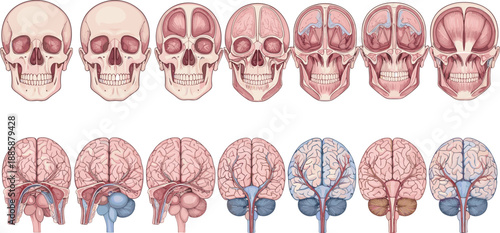 Human Skull And Brain Anatomy Diagram Showing Cranial Structure Blood Vessels And Medical Education Vector Illustration