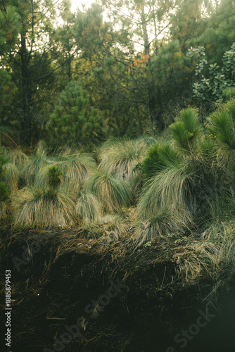 Pine Grass Clusters in Volcanic Forest