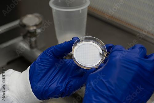 Close-up of hands wearing blue latex gloves placing a membrane filter in a petri dish