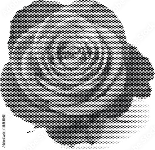Cuadro en lienzo Beautiful rose flower bloom in halftone duotone style for romantic and floral de