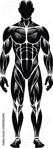 Human musculature detailed black and white vector graphic for fitness and health concepts vector illustration