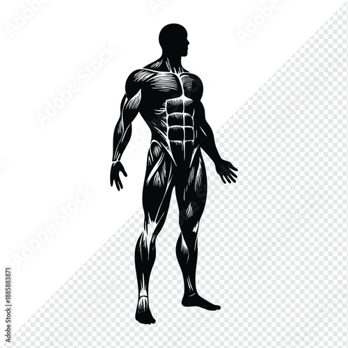 A muscular male body silhouette detailed muscle structure for fitness and health concepts illustration