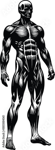 Human muscular system detailed black and white drawing for medical education and fitness concepts illustration isolated on white background